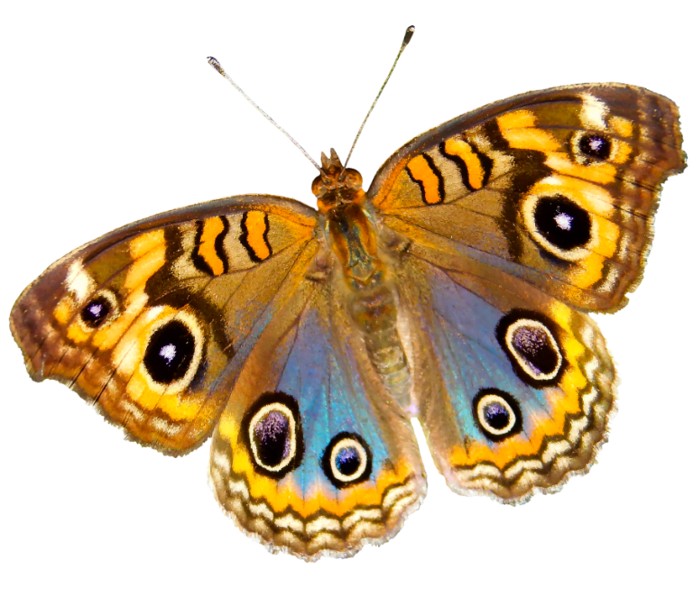 biology butterfly