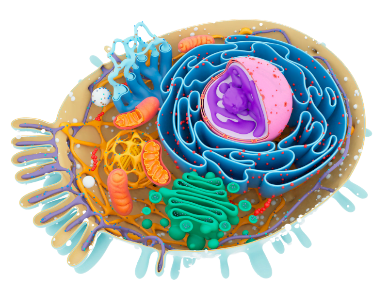 organellum cell
